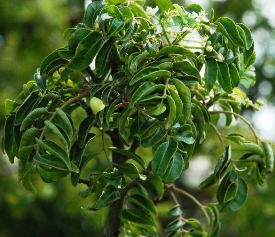 Clausena anisata
