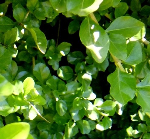 Coddia rudis leaves