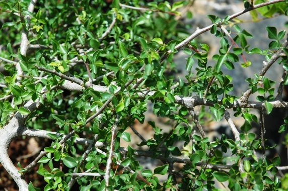 Commiphora glandulosa