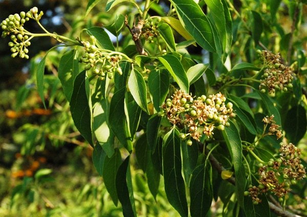Cordia caffra flowers and the beginnings of fruit