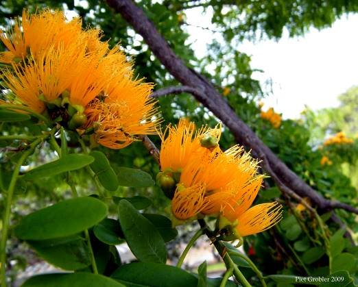 Cordyla africana, the wild mango