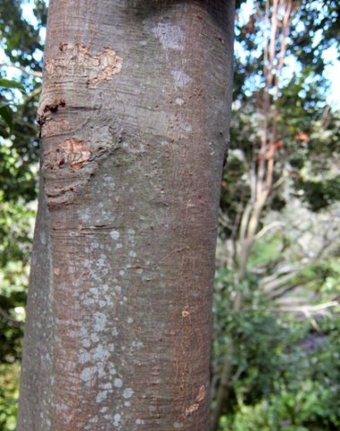 Cryptocarya myrtifolia