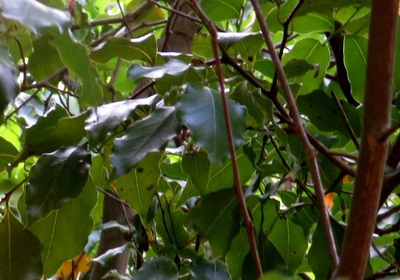 Cryptocarya woodii upper branches