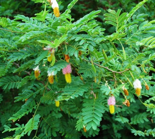 Dichrostachys cinerea leaves