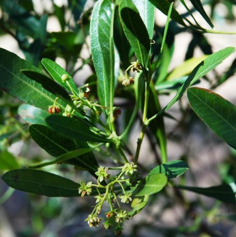 Dodonaea viscosa var. angustifolia