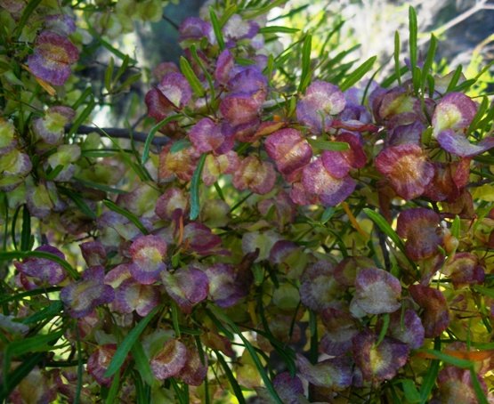 Dodonaea viscosa var. angustifolia fruit