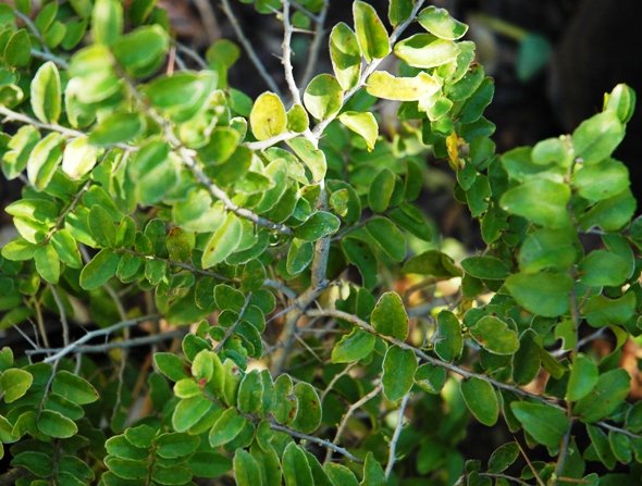 Dovyalis rhamnoides