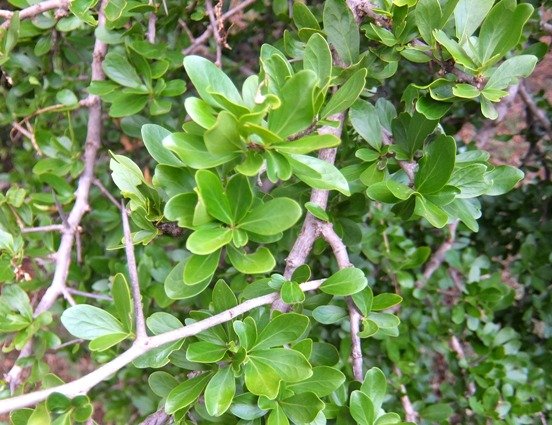 Dovyalis zeyheri leaves