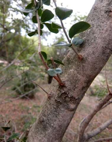 Dovyalis zeyheri
