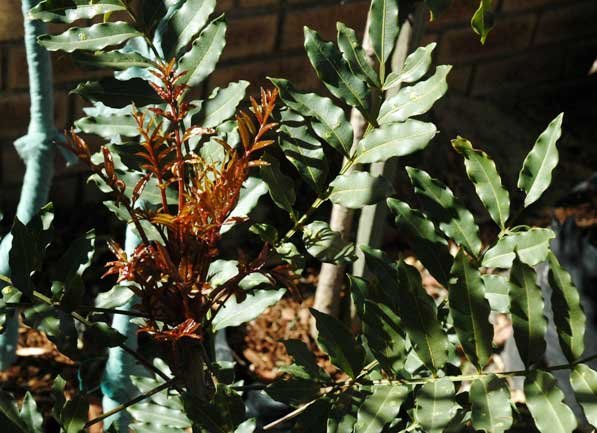 Ekebergia capensis
