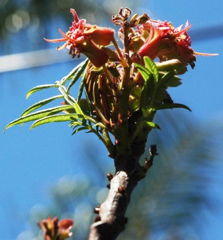 Erythrophysa transvaalensis flowers