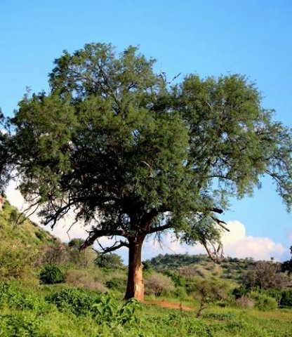 Faidherbia albida in Limpopo
