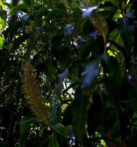 Faurea galpinii