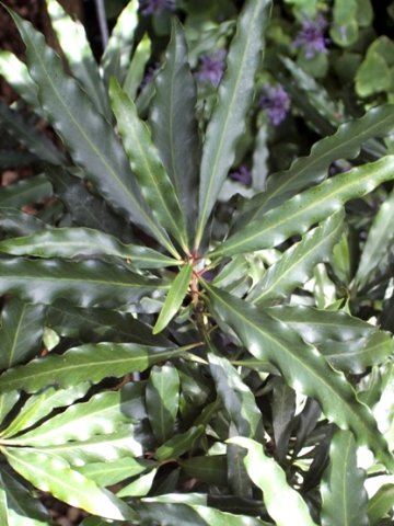 Faurea macnaughtonii leaves