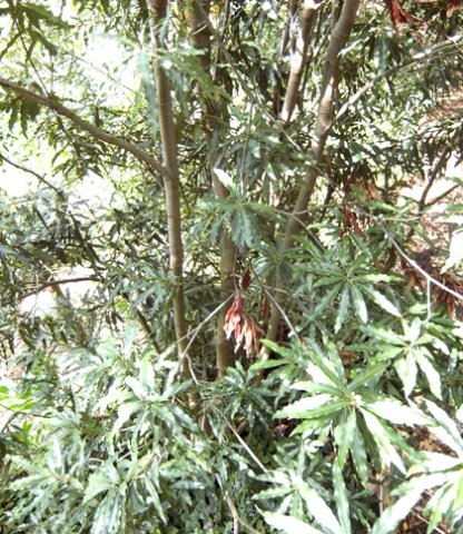 Faurea macnaughtonii
