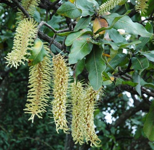 Faurea rochetiana