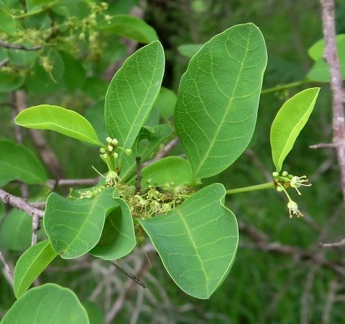 Flueggea virosa subsp. virosa bearing flowers
