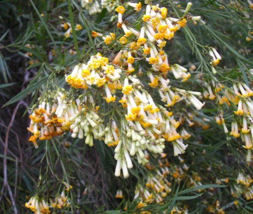 Freylinia lanceolata