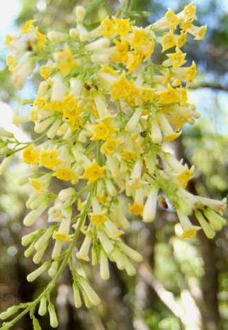Freylinia lanceolata flowers and buds