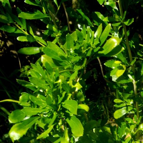 Freylinia tropica leaves