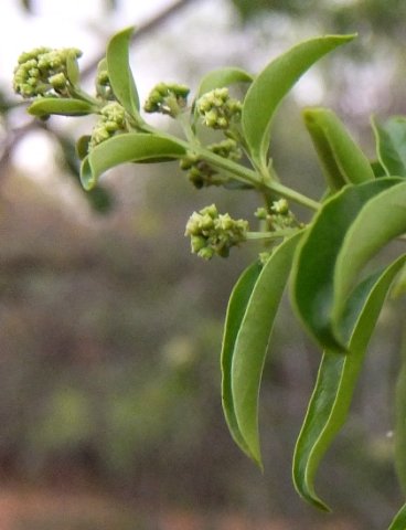 Galpinia transvaalica buds