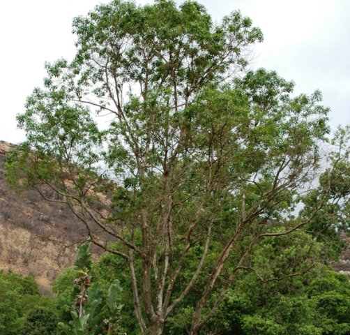 Heteropyxis natalensis