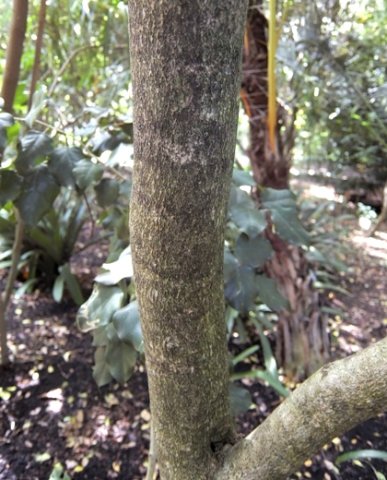 Heywoodia lucens