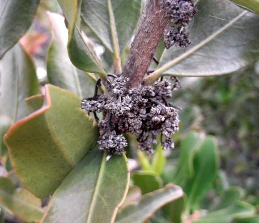 Hyaenanche globosa dry male flower remains