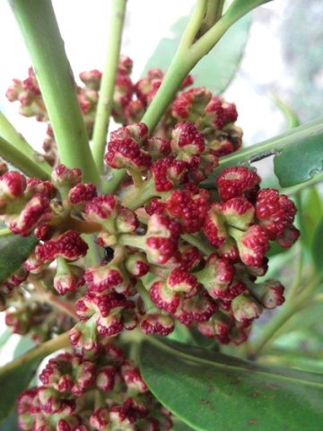 Hyaenanche globosa flowers of a male plant