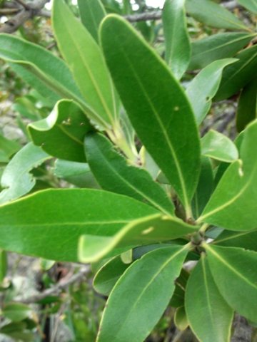 Hyaenanche globosa leaves