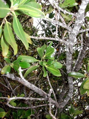 Hyaenanche globosa stem 
