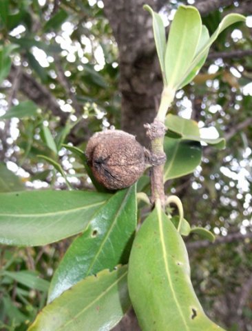 Hyaenanche globosa fruit