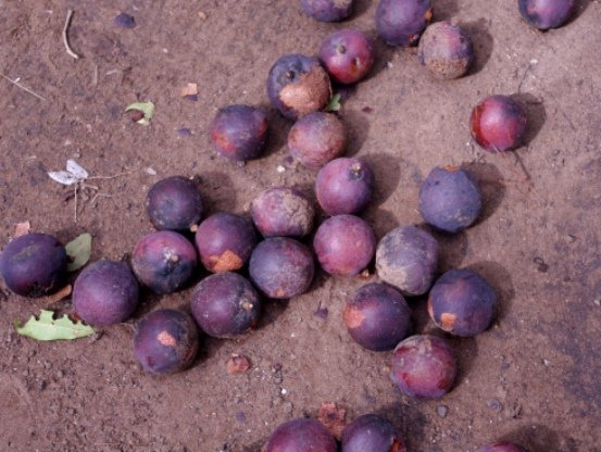 Hyphaene petersiana ripe fruit