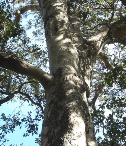Ilex mitis var. mitis trunk
