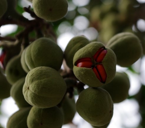 Trichilia emetica subsp. emetica fruit pulling a face