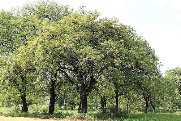 Lannea schweinfurthii var. stuhlmannii