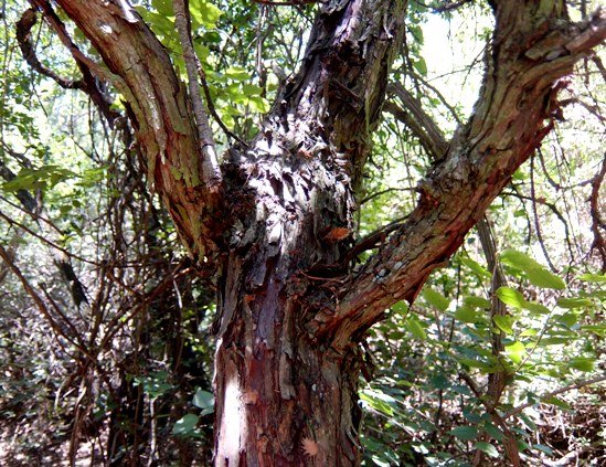 Leucosidea sericea bark colours