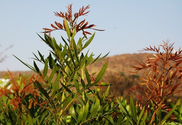 Loxostylis alata young leaves