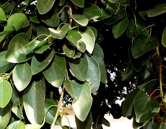 Maerua angolensis subsp. angolensis leaves