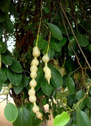 Maerua angolensis subsp. angolensis pods