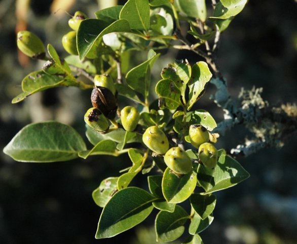 Maerua species at Mount Sheba