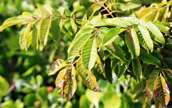 Millettia grandis