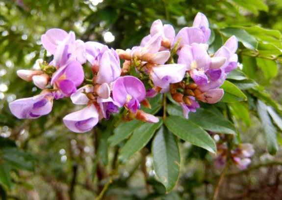 Millettia grandis flowers