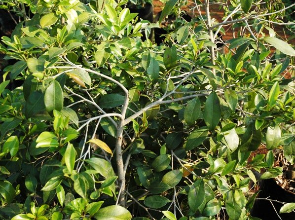 Mimusops obovata