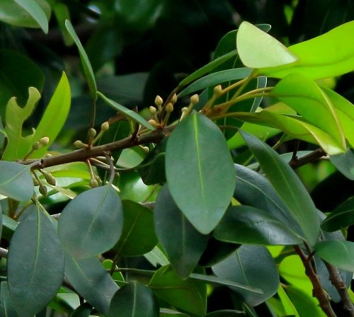 Mimusops zeyheri buds on long stalks