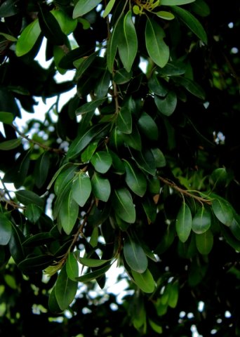 Mimusops zeyheri grows a dark canopy
