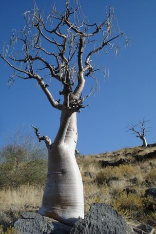 Moringa ovalifolia