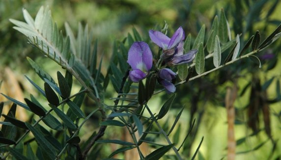 Mundulea sericea subsp. sericea