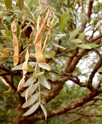 Mundulea sericea subsp. sericea leaflets and pods