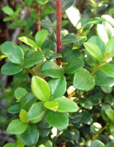 Myrsine africana leaves